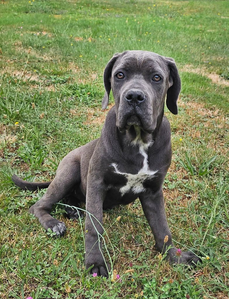 Michel Kervern - Chiots disponibles - Cane Corso