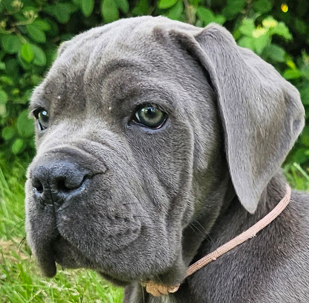 Michel Kervern - Chiots disponibles - Cane Corso
